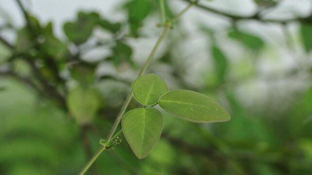 Observing Desmodium Greenery Video