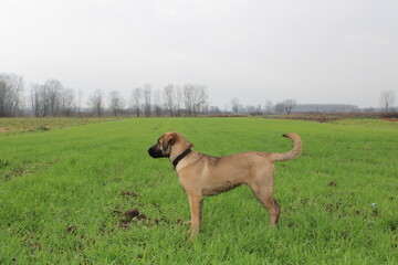 dog in the field