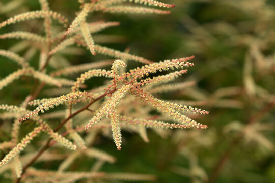 Kleiner Gei&szlig;bart,  Aruncus aethusifolius,  Johannisfest