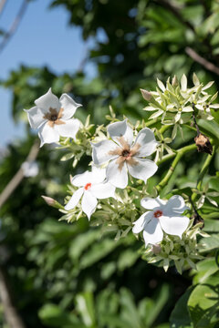 Beautiful Sea mango (Cerbera manghas Linn.) flowers.