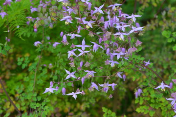 Fototapeta premium Wiesenraute, Großblütige Wiesenraute, Thalictrum finetii