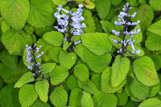 Zulu-Plectranthus,  Plectranthus zuluensis