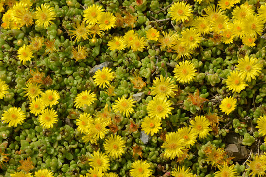 Lesotho Mittagsblume, Delosperma lineare