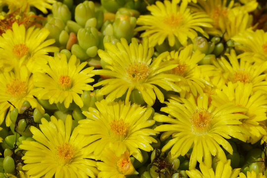 Lesotho Mittagsblume, Delosperma lineare