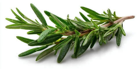 Fototapeta premium Fresh organic rosemary sprig isolated on clean white background with clipping path 