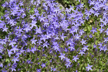 Obraz premium Dalmatiner Glockenblume, Campanula portenschlagiana, Major