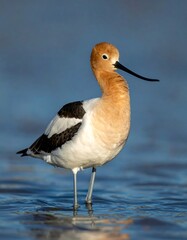 Long-beaked bird standing in shallow water with blue background, featuring white, black, and brown plumage
