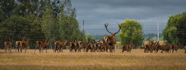 Red Deer Herd in Natural Meadow Habitat