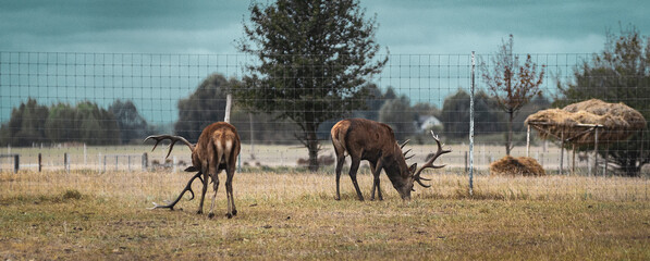 Red Deer Herd in Natural Meadow Habitat