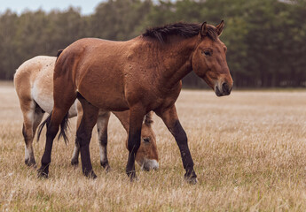 Wild Horses Grazing in Natural Meadow Landscape