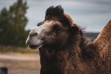 Close-Up Portrait of a Brown Camel in Natural Environment