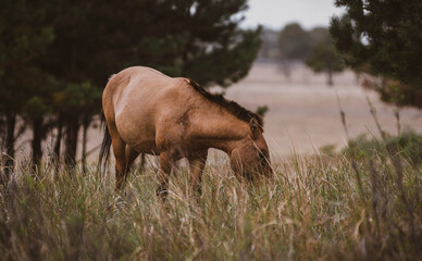Wild Horses Grazing in Natural Meadow Landscape