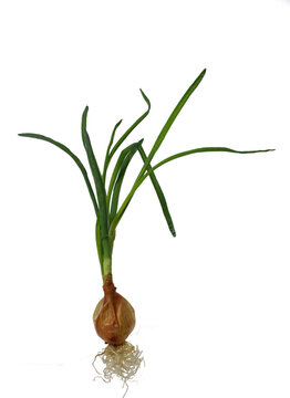 onion with chives on a white background