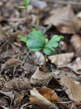beech seedling in spring against a background of dry leaves