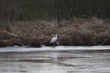 Obraz premium bird white heron (Ardea herodias) in the winter scenery