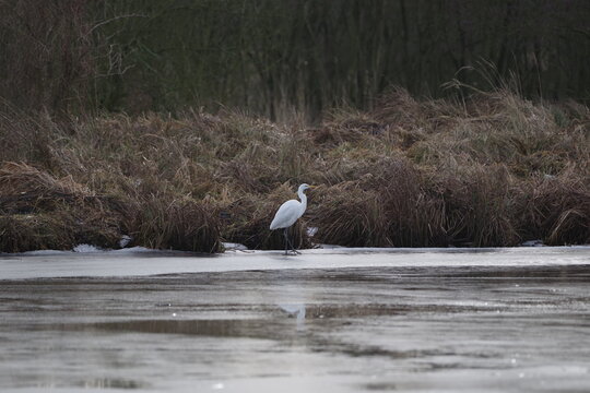bird white  heron (Ardea herodias) in the winter scenery