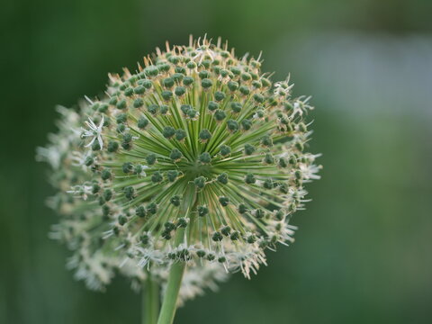 garlic flower against the background of plants