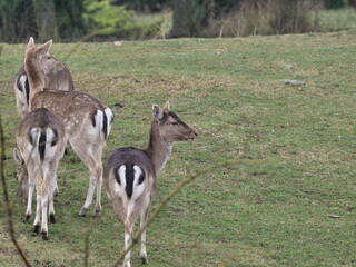 fallow deer on pasture, male and female