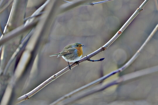a robin bird sitting on a branch