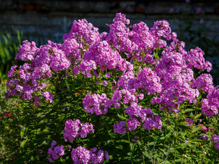 Obraz premium A bush of flowering purple phlox paniculate in the garden in summer