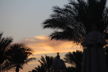 palm trees at sunset in agypth
