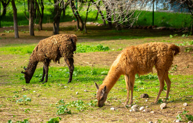 Naklejka premium Llama animal close-up. Alpaca on the background of nature.