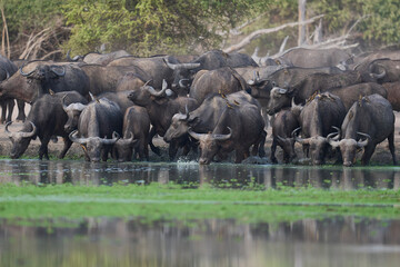 Large herd of African Buffalo (Syncerus caffer) drinking at a waterhole in South Luangwa National Park, Zambia
