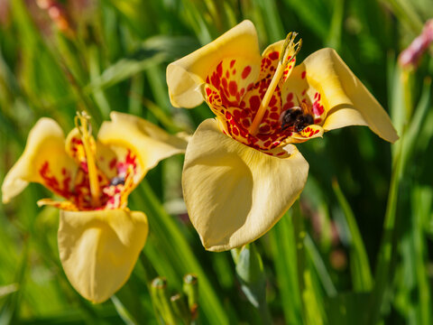 Tigridia pavonia is a species of flowering plant in the iris family Iridaceae. Common names include jockey's cap lily, Mexican shellflower, peacock flower, jaguar flower, tiger iris, and tiger flower