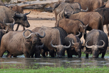 Large herd of African Buffalo (Syncerus caffer) drinking at a waterhole in South Luangwa National Park, Zambia
