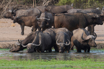 Large herd of African Buffalo (Syncerus caffer) drinking at a waterhole in South Luangwa National Park, Zambia