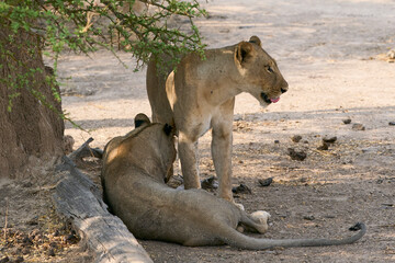 Group of female African Lion (Panthera leo) resting in South Luangwa National Park, Zambia.