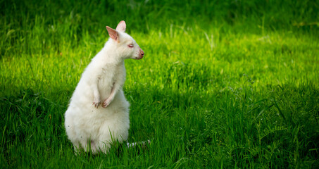 Obraz premium A close-up of a kangaroo on green grass. A white albino kangaroo cub. Wild kangaroos, Australia, wildlife, marsupials.