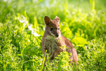 A close-up of a kangaroo on green grass. A brown baby kangaroo. Wild kangaroos, Australia, wildlife, marsupials. © Vera