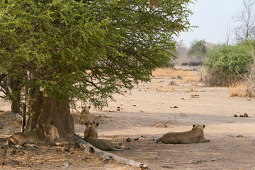 Group of female African Lion (Panthera leo) resting in South Luangwa National Park, Zambia.
