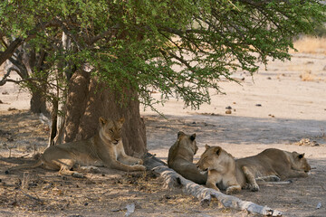Group of female African Lion (Panthera leo) resting in South Luangwa National Park, Zambia.