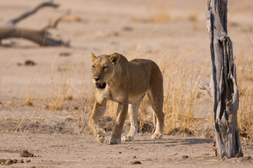Group of female African Lion (Panthera leo) resting in South Luangwa National Park, Zambia.