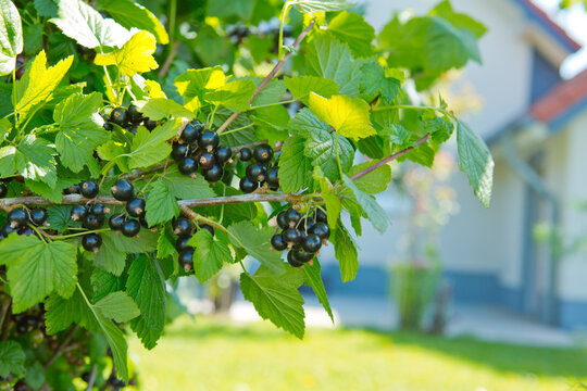 Blackcurrant berries on a bush in the garden.