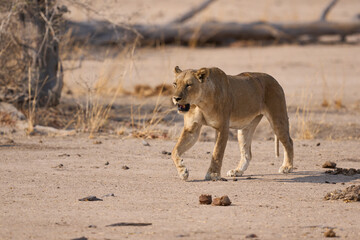 Group of female African Lion (Panthera leo) resting in South Luangwa National Park, Zambia.