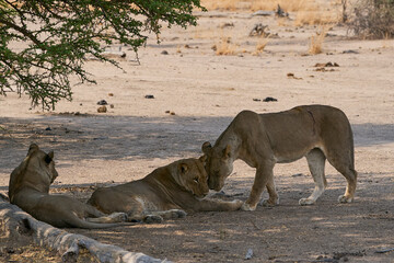 Group of female African Lion (Panthera leo) resting in South Luangwa National Park, Zambia.
