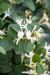 Beautiful Japanese Honeysuckle flowers.