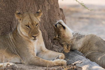Group of female African Lion (Panthera leo) resting in South Luangwa National Park, Zambia.