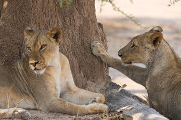 Group of female African Lion (Panthera leo) resting in South Luangwa National Park, Zambia.