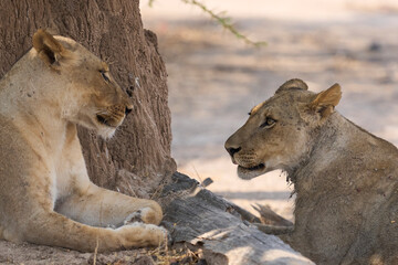 Group of female African Lion (Panthera leo) resting in South Luangwa National Park, Zambia.