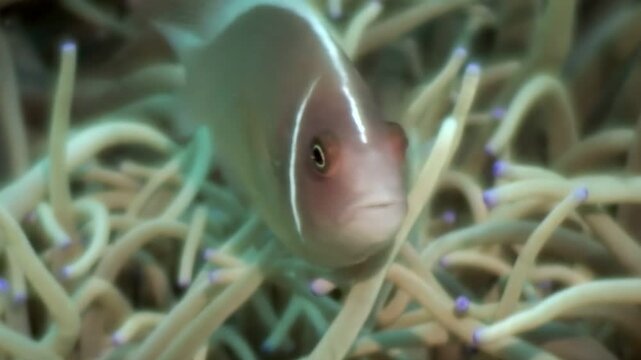 Observe clownfish swimming safely among the anemone tentacles. The sea anemone provides a home for the fish, protecting it from predators in the beautiful waters of the Philippines.