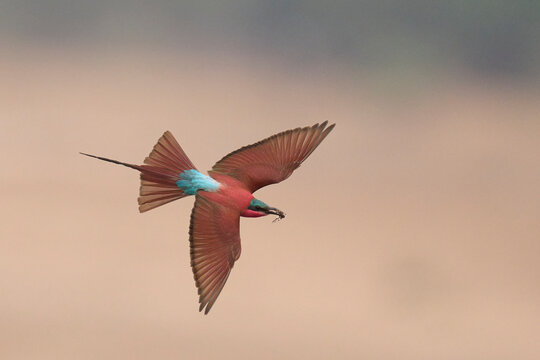 Southern Carmine Bee-eater (Merops nubicoides) in flight hunting insects over the Luangwa River in South Luangwa National Park, Zambia