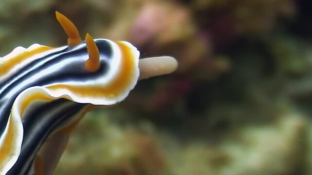 A chromodoris nudibranch, a sea slug with bright white, yellow, and black markings, moves slowly across the seafloor during a dive in Cebu, Philippines.