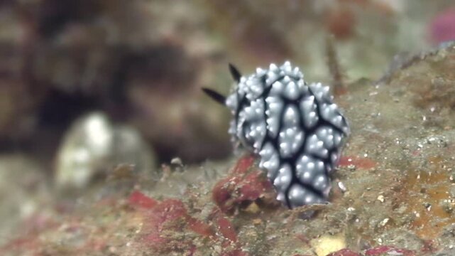 Observe the mesmerizing dorid nudibranch, a small sea slug, crawling on the seabed. The marine invertebrate has a white and black spotted pattern during daylight hours.