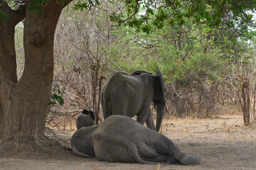 Group of African Elephant (Loxodonta africana) resting in a woodland in South Luangwa National Park, Zambia