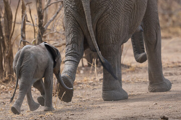African Elephant (Loxodonta africana) with small calf in a wooded area of South Luangwa National Park, Zambia