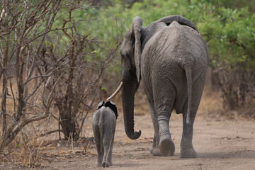 African Elephant (Loxodonta africana) with small calf in a wooded area of South Luangwa National Park, Zambia